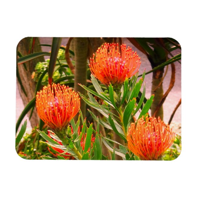 Pincushion Tango #1 Magnet (Horizontal)