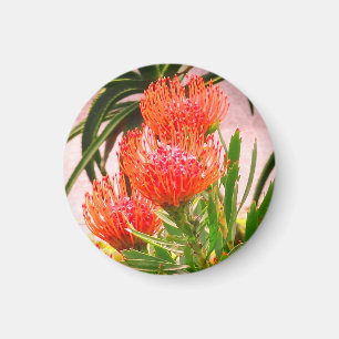 Pincushion Tango #1 Magnet