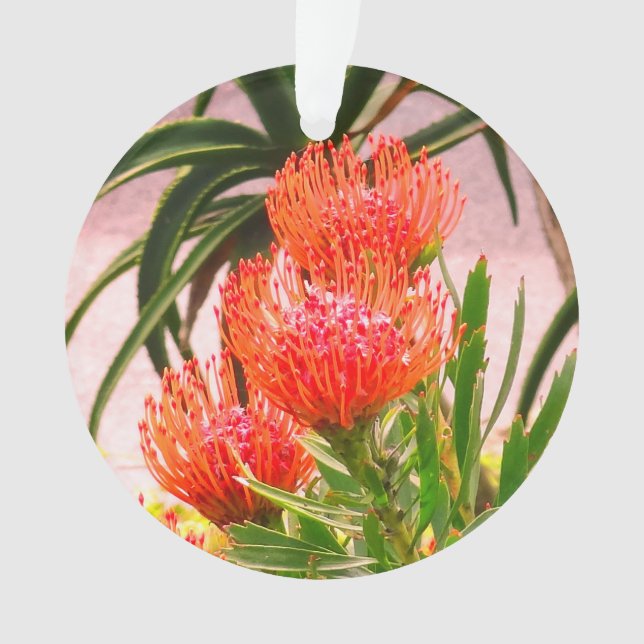 Pincushion Tango #1 Ornament (Front)