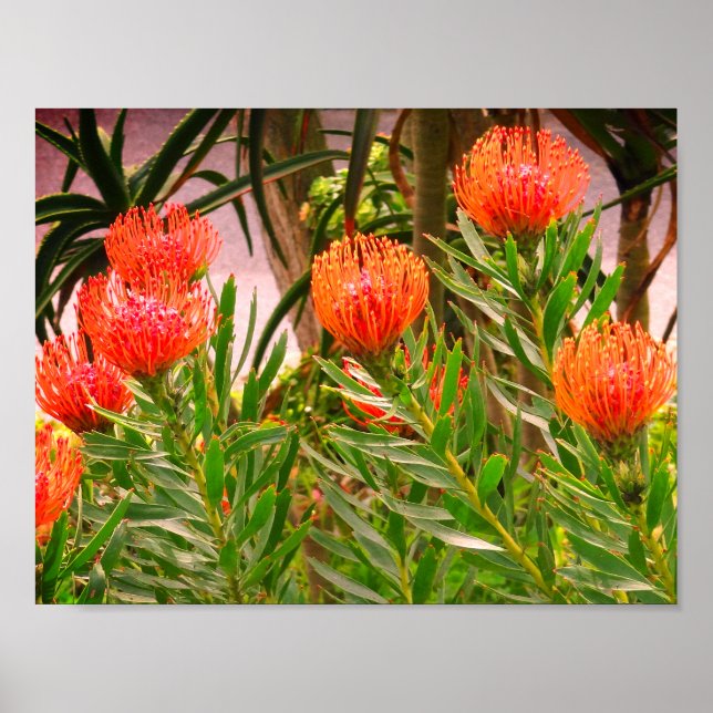 Pincushion Tango #1 Poster (Front)