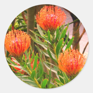 Pincushion Tango #1 Stickers