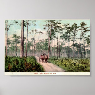 Pine Barrens of Florida Poster