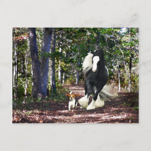 "Pine Barrens Run" Post Card