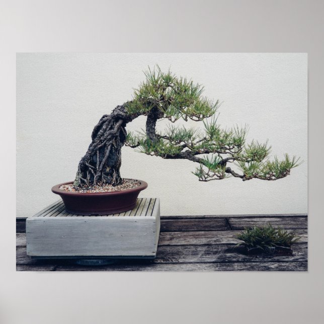 Pine Bonsai Poster (Front)