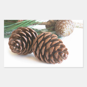 Pine branch and cones sticker