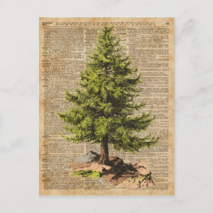 Pine,Cedar Tree,Christmas Tree Dictionary Art, Holiday Postcard