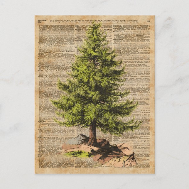 Pine,Cedar Tree,Christmas Tree Dictionary Art, Holiday Postcard (Front)