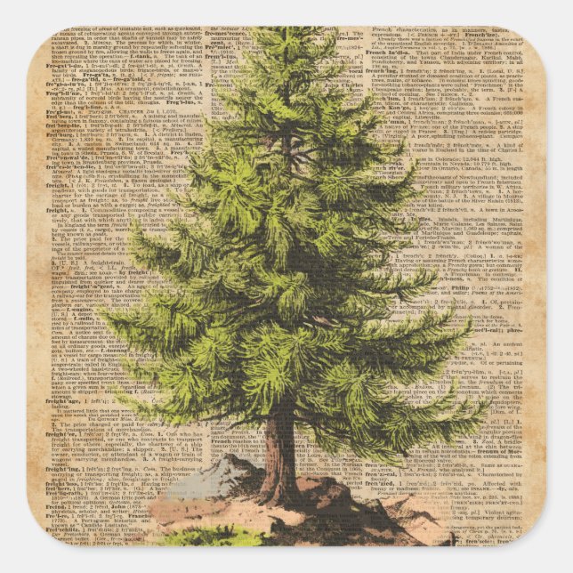 Pine,Cedar Tree,Christmas Tree Dictionary Art, Square Sticker (Front)