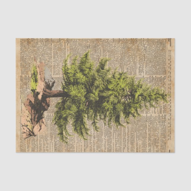 Pine,Cedar Tree,Christmas Tree Dictionary Art, Tissue Paper (Front)