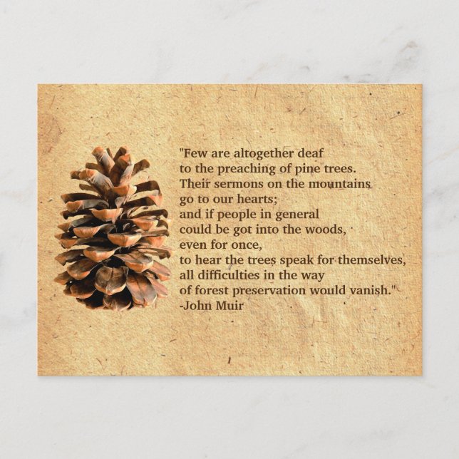 Pine Cone And John Muir Quote Postcard (Front)
