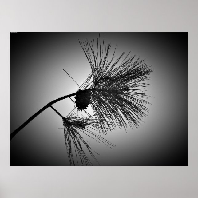 Pine Cone On Branch – Noir, Poster (Front)