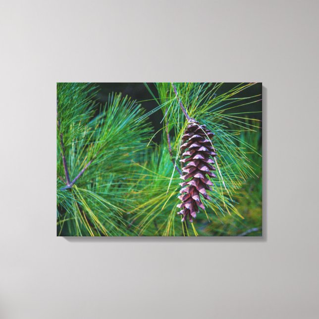 Pine Cone Portrait Canvas Print (Front)