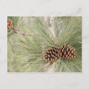 Pine cone postcard