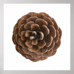 Pine cone poster