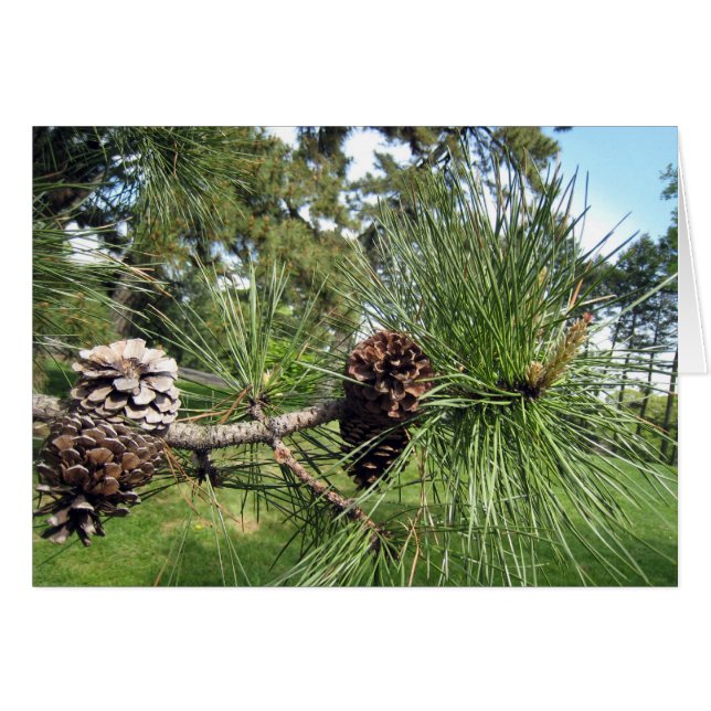 Pine Cones (Front Horizontal)