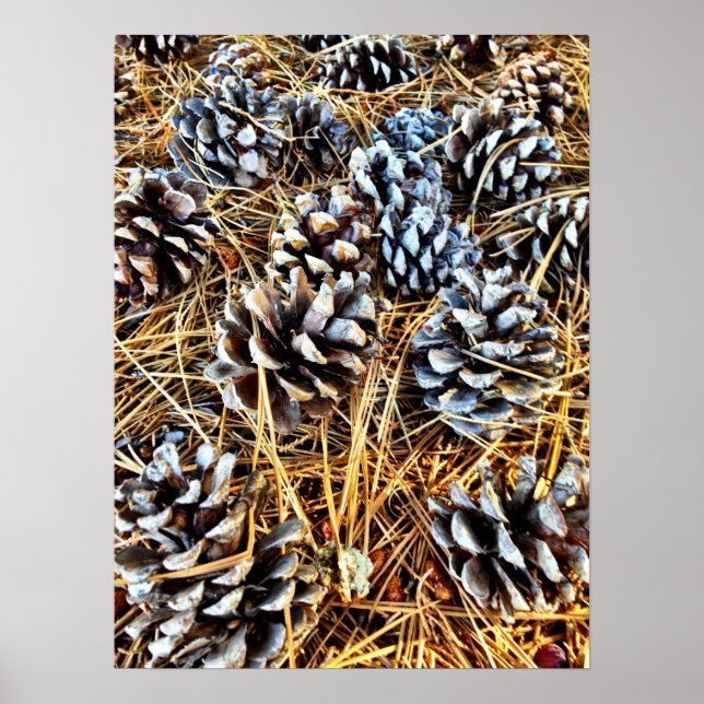 Pine Cones and Pine Needles Poster (Front)