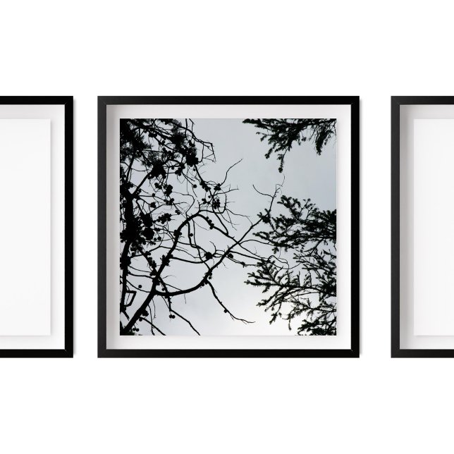 Pine Cones Branches Silhouette Photography Poster (Creator Uploaded)