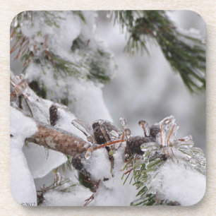 Pine Cones Encased in Ice Coaster