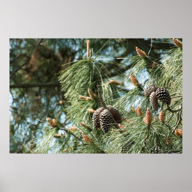Pine cones on a tree poster (Front)