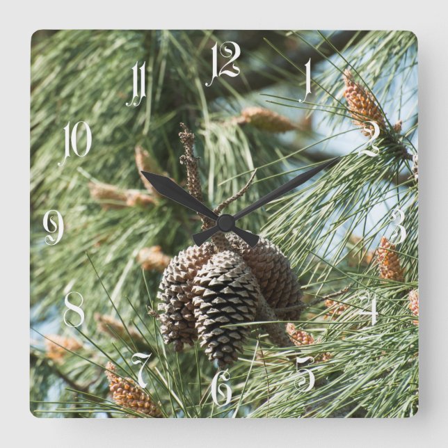 Pine cones on a tree square wall clock (Front)