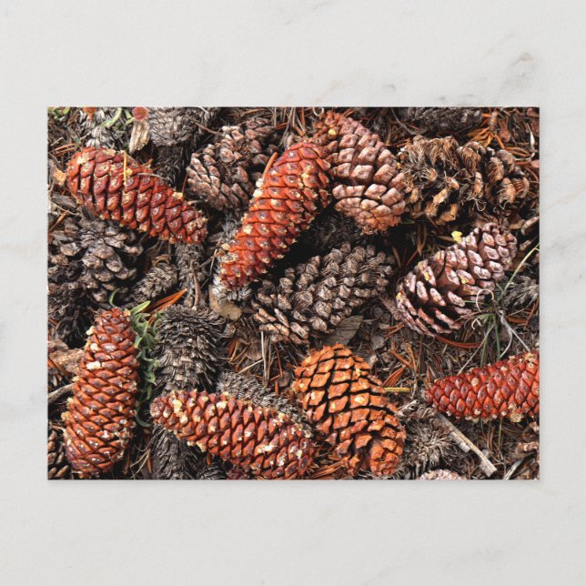Pine Cones Postcard (Front)