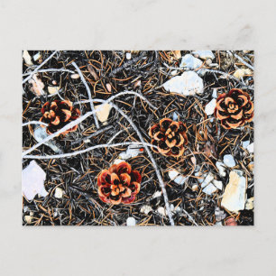 Pine Cones Postcard