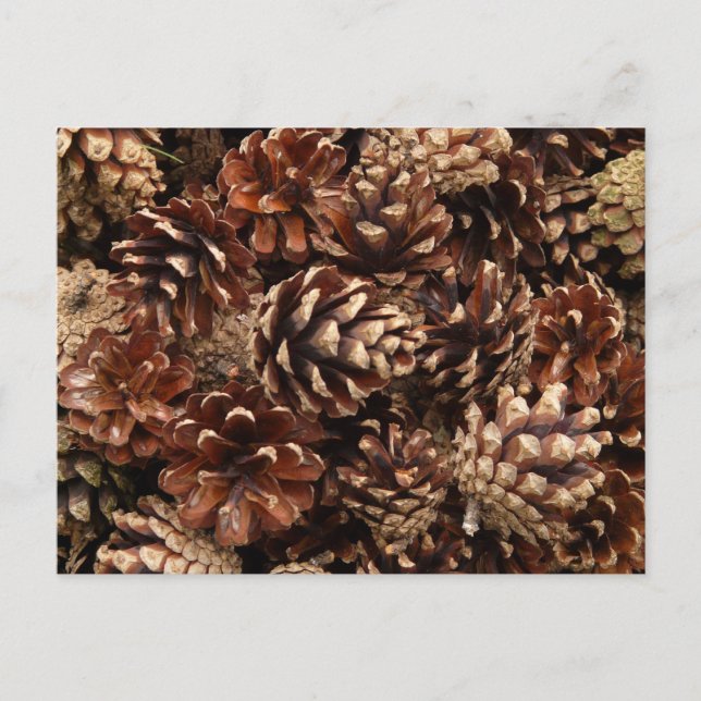 Pine Cones Postcard (Front)
