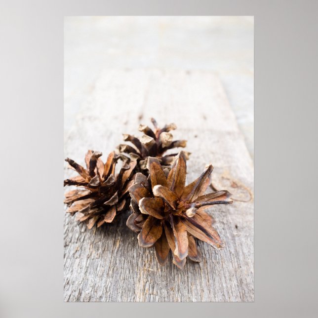 Pine cones poster (Front)