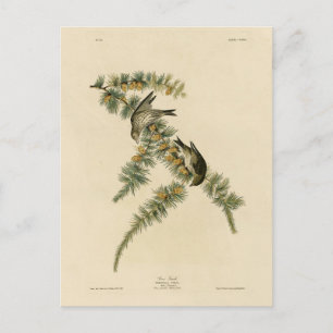 Pine Finch (Pine Siskin), Audubon Birds of America Postcard