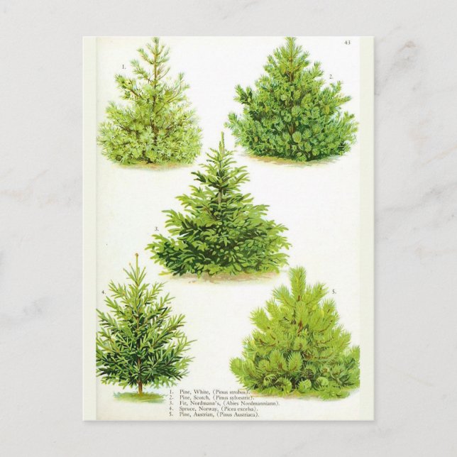 Pine Fir Spruce Tree Vintage Botanical Print Postcard (Front)