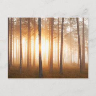 Pine Forest Landscape Postcard