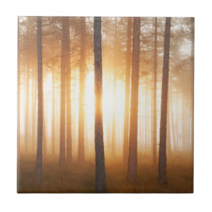 Pine Forest Landscape Tile