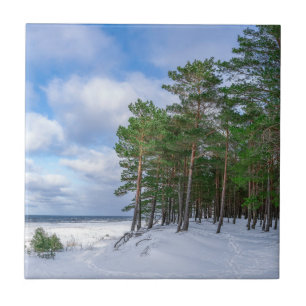 Pine forest near sea coast in Latvia Tile