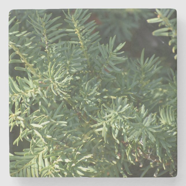 Pine Forest Stone Coaster (Front)