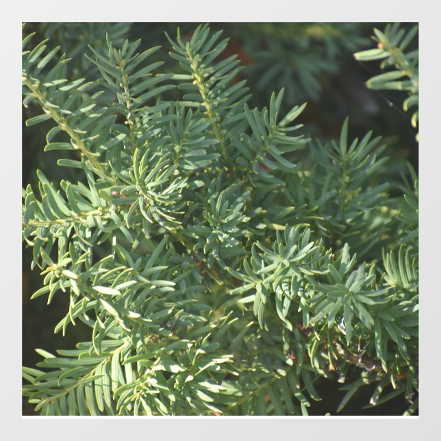 Pine Forest Window Cling (Sheet)