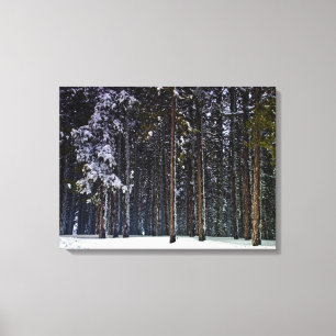 pine Forest with snow-Cyprus Canvas Print