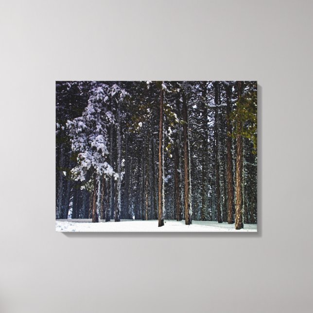pine Forest with snow-Cyprus Canvas Print (Front)