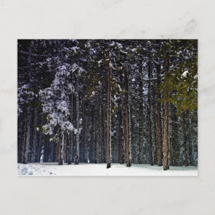 pine Forest with snow winter-Cyprus Postcard