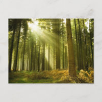 Pine forest with sun shining