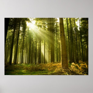 Pine forest with sun shining poster