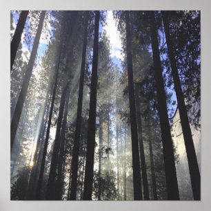 Pine Forest With Sunshine Nature Poster