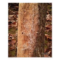 Pine Lace