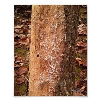 Pine Lace Photo Print