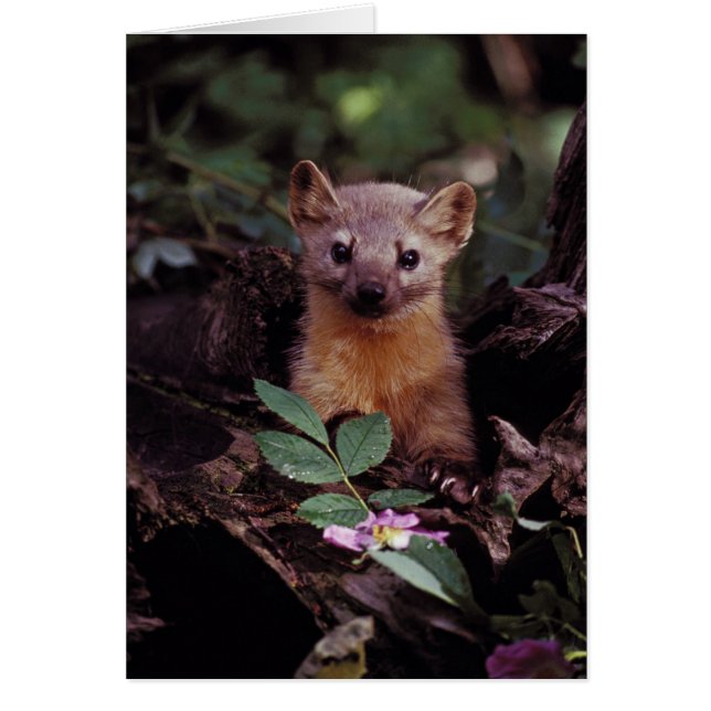Pine Marten (Front)