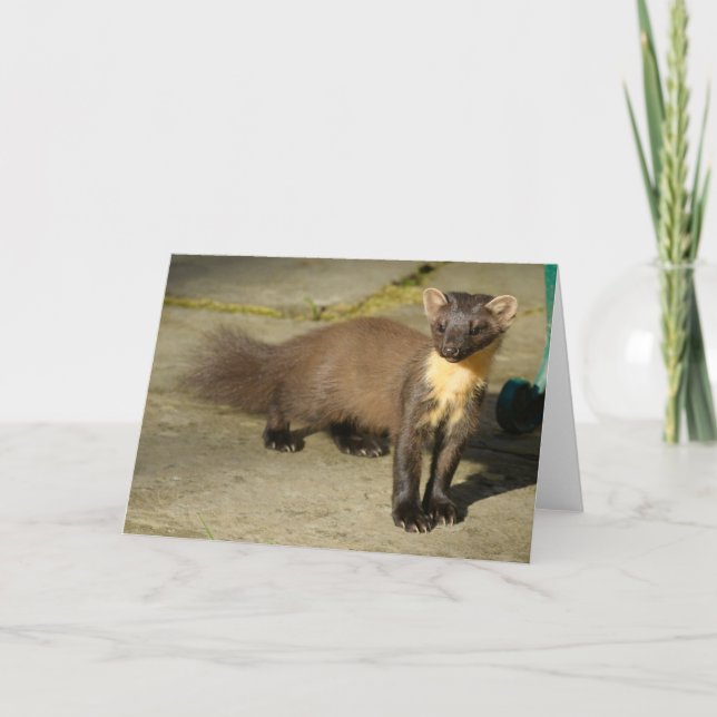 Pine marten Folded Greeting Card (Front)