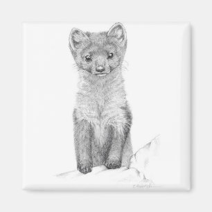 pine marten magnet