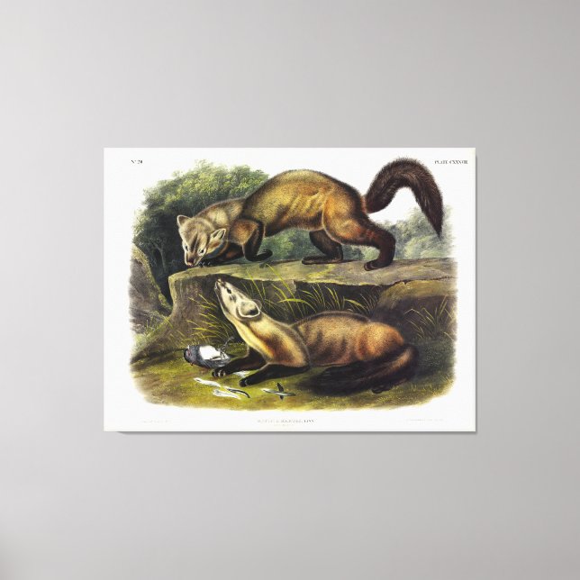 Pine Marten (Mustela Martes) American Marten Canvas Print (Front)