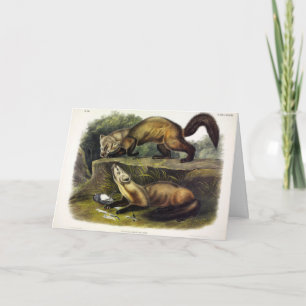 Pine Marten (Mustela Martes) American Marten Card