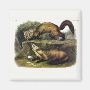 Pine Marten (Mustela Martes) American Marten Magnet