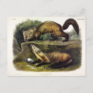 Pine Marten (Mustela Martes) American Marten Postcard